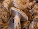 matsutake